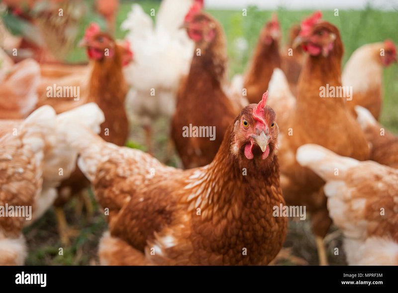 Entdecke die Faszinierende Welt von Chicken Road 2 in Deutschland