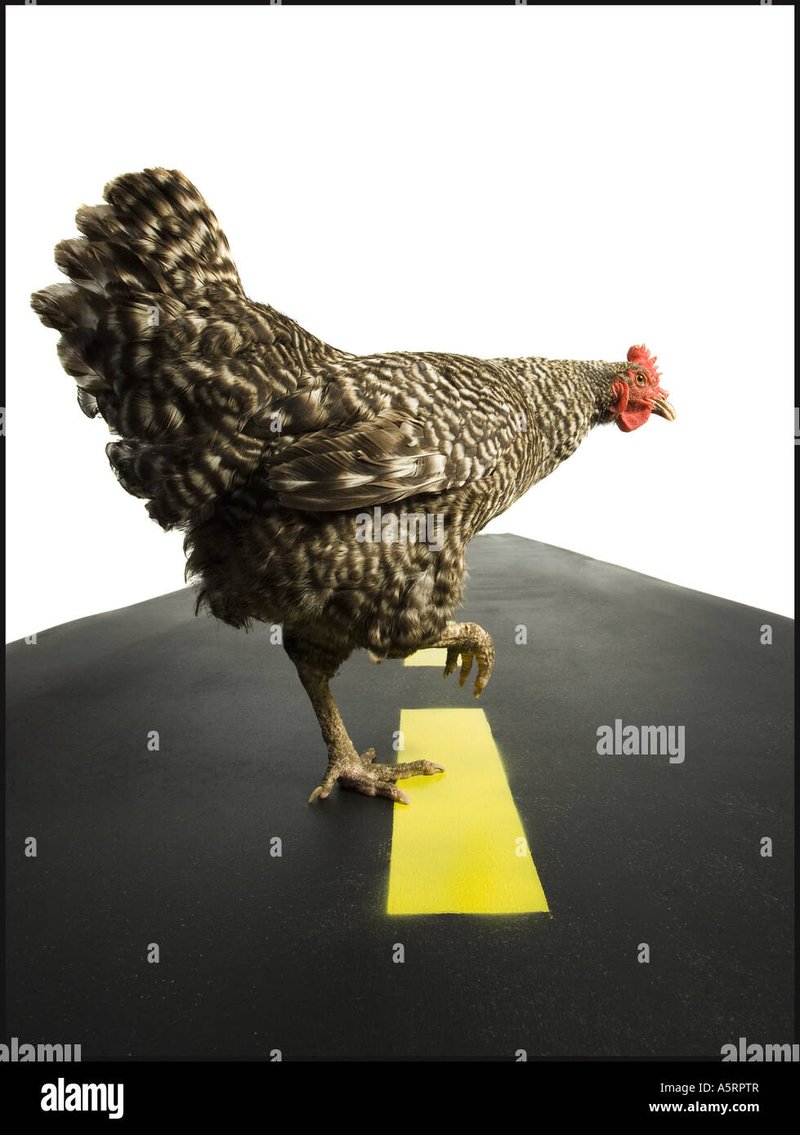 Guide de casino chicken road 2